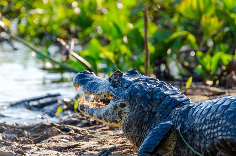 Yacare caiman in the Pantanal