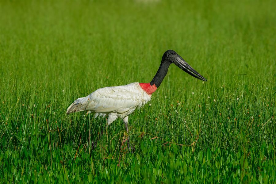 Jabiru stork in a wetland