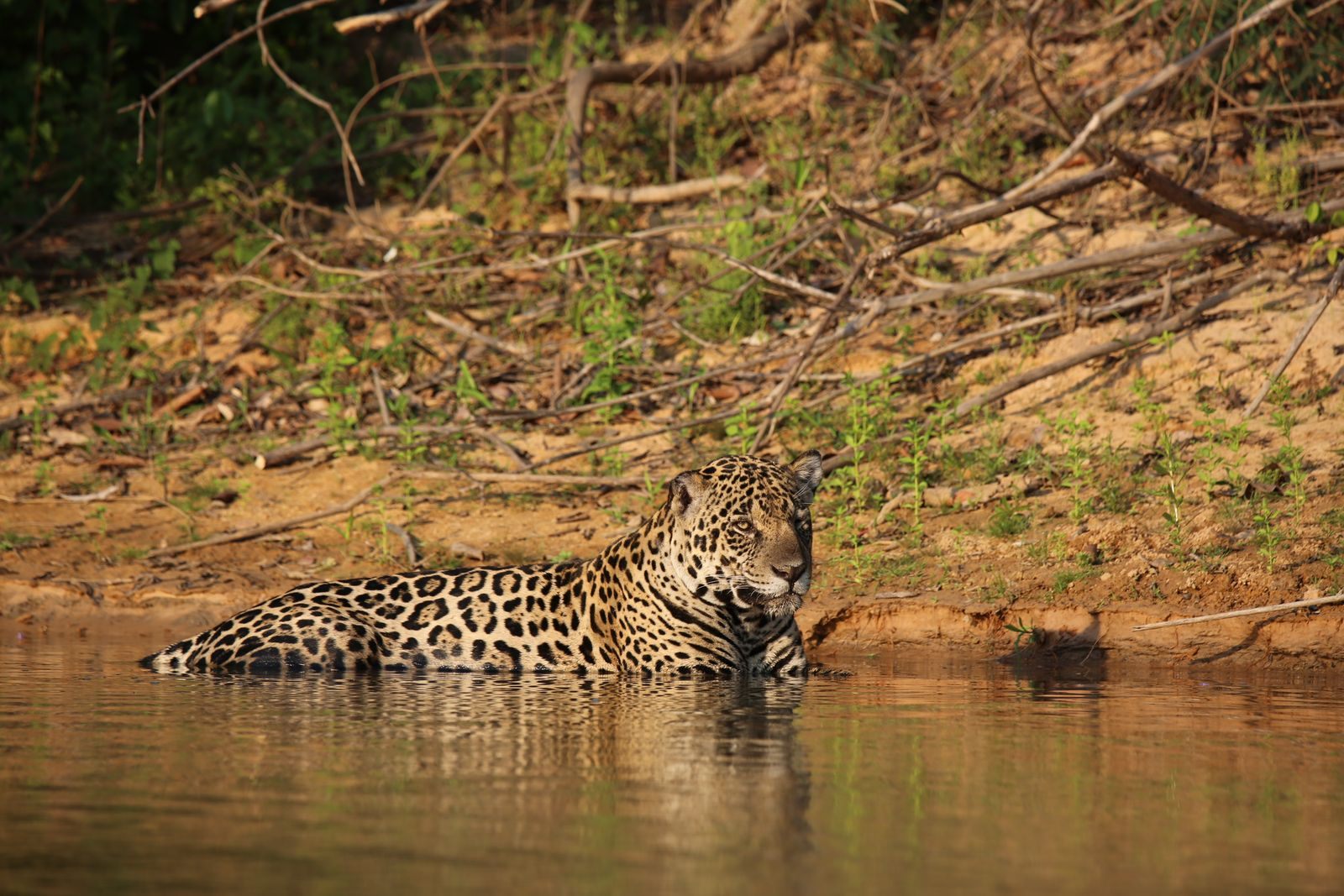 Jaguar resting at the edge of a river, the sighting every Pantanal river cruise hopes for